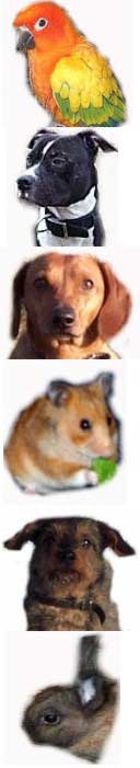 Tierheim Frankfurt (Oder)