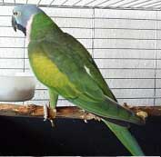 Bild: Sittich Rosa zu Gast