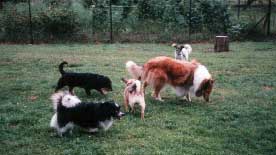 Bild: Hunde beim spielen im Auslauf