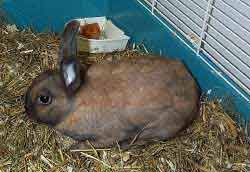 Bild: Kaninchen zu Gast